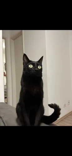 Gatinha