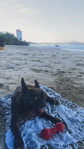 Doa-se Bulldog Francês