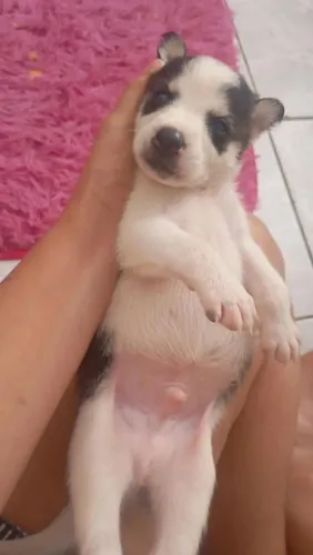 Husky siberiano e rottweiler filhotes bem cuidados e não estão doentes