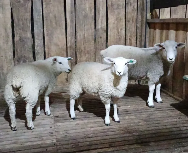 Carneiro/Ovelha texel