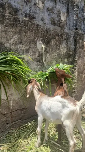 Casal de bodes