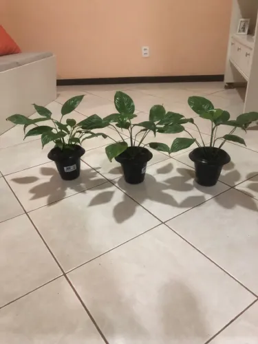 Plantas