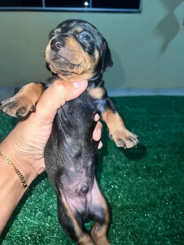 Filhotes daschund salchicha