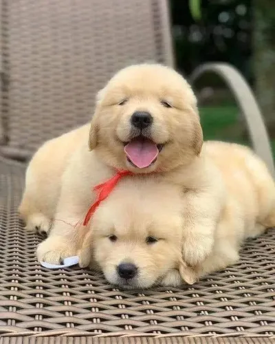 Filhotes de Golden Retriever - Padrão da raça e garantias de saude
