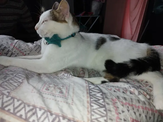 Gato 
