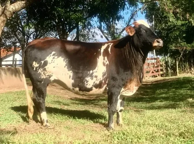 Vaca Novilha Girolanda prenhe sexada fêmea