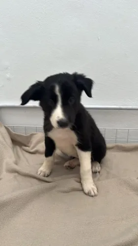 Venha conferir Filhotes de Border Collie loja fisica