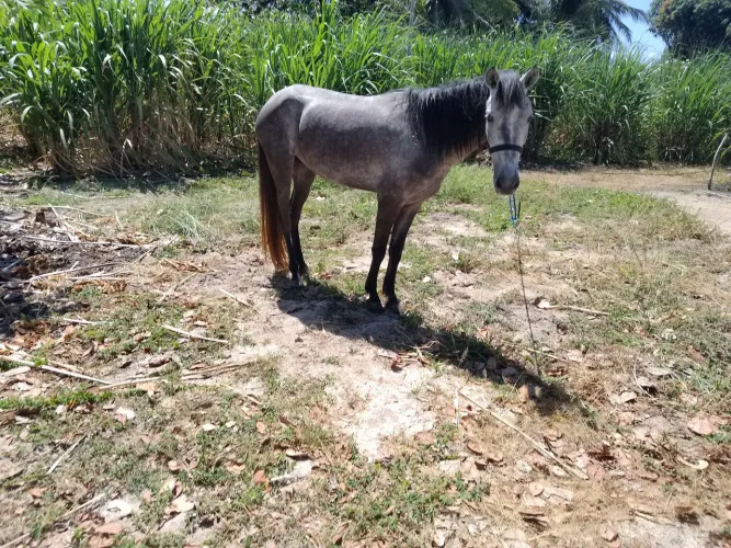 Vendo e Troco Égua em garrotes.