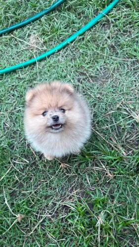 Lulu da pomerania spitz alemão femea
