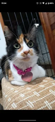 Doação responsável duas fêmeas 