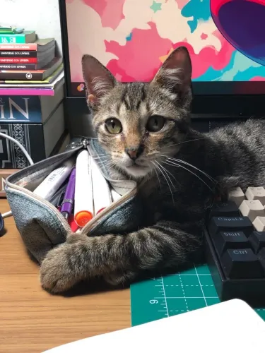 Gatinho para adoção 
