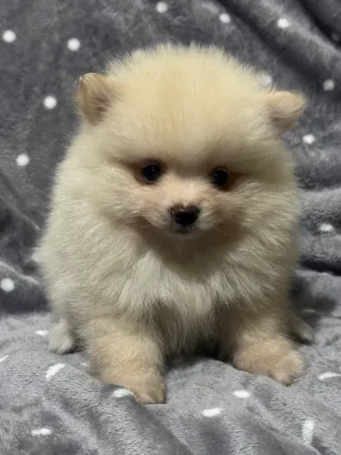 Lulu da pomerania macho e fêmea parcelamos até 18 