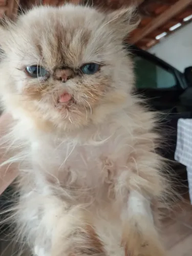 Gata persa cruza