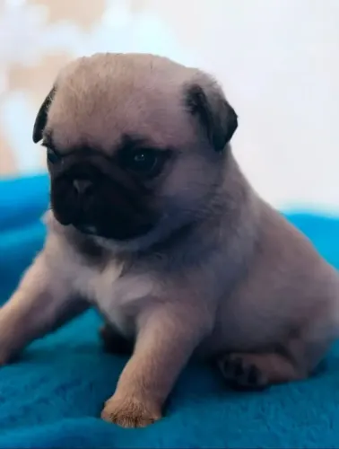 Lindos filhotes de Pugs ,alta linhagem