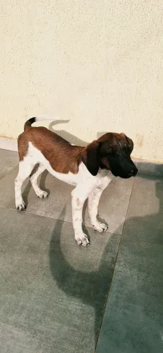 Cachorrinha para adoção 