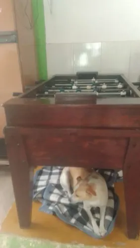 Toto de madeira 