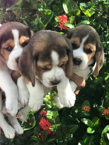 Beagle 13 polegadas com pedigree