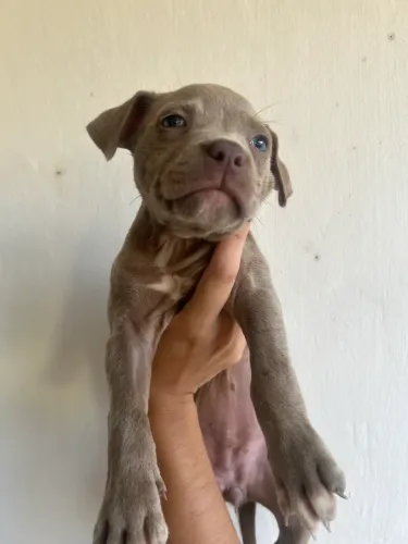 Filhote de pitbull legítimo para venda