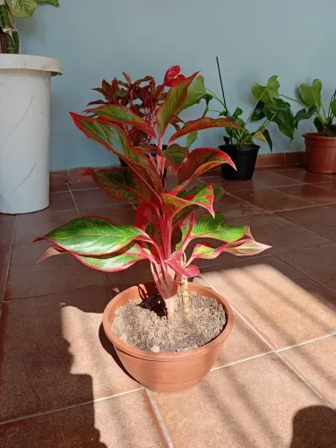 Plantas (aglaonema, lirio da paz e zamioculca) delivery