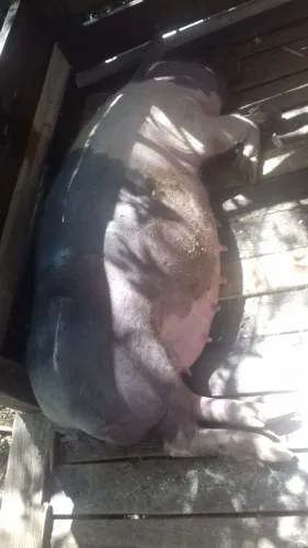 Porca grande venda ou troca