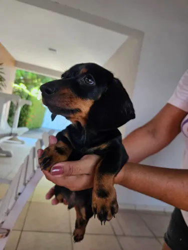 Vendo filhote de Dachshund, macho 60 dias