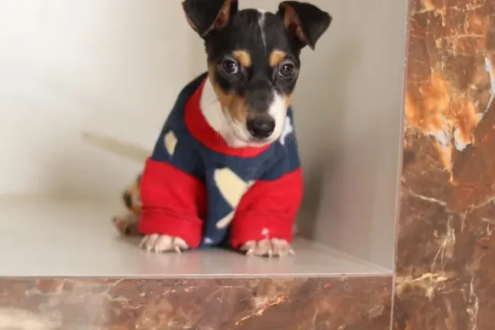 Jack russel machos Insta gram @filhotesfloresdooriente
