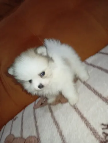 Spitz alemão