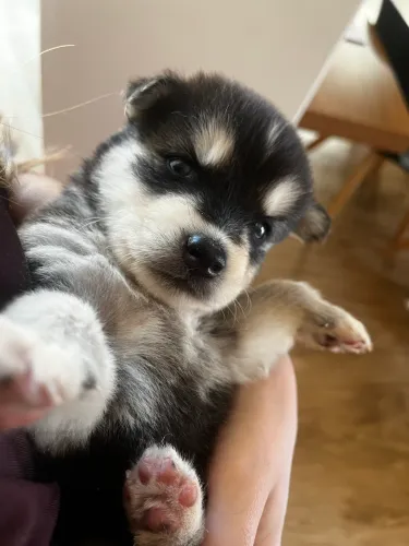 Filhotes de Husky Siberiano com Pedigree - R$ 1.500