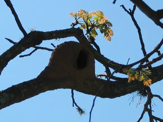 Caseiro serviços gerais - cidade Jundiai 