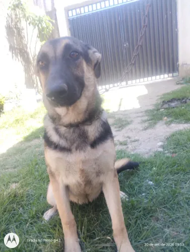 CADELA FILHOTE PASTOR ALEMÃO 