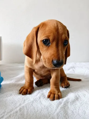 Filhotes de Dachshund, Salsichinhas, Cofap