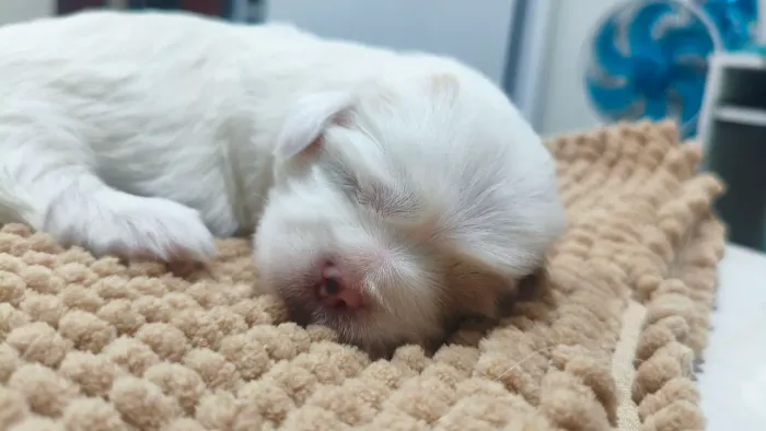 Filhote Lhasa apso