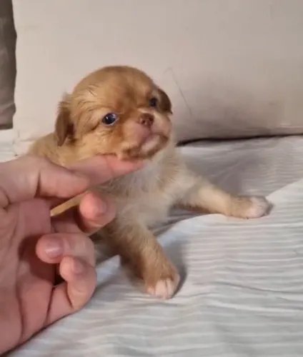 Filhote de Chihuahua Fêmea