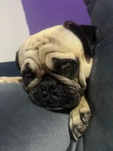 Macho de Pug disponível para doação