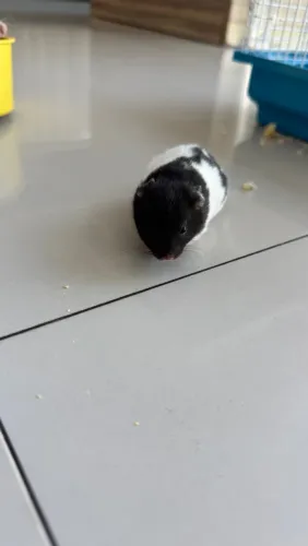 Doação de Hamster