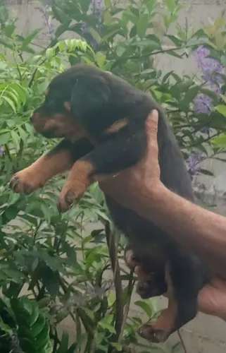 Ótimos filhotes de rottweilers