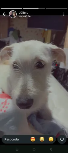 Doa-se uma cachorrinha 