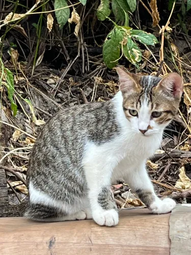 Gato macho para doação em Cariacica