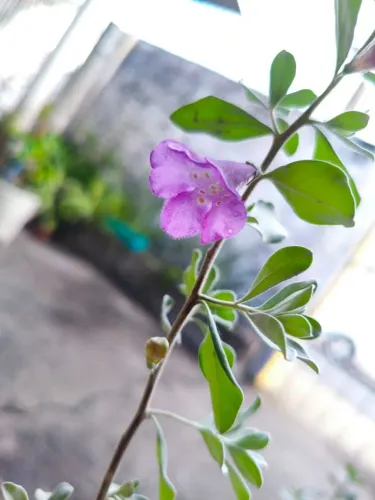 Lindas plantas, 30, 00 cada