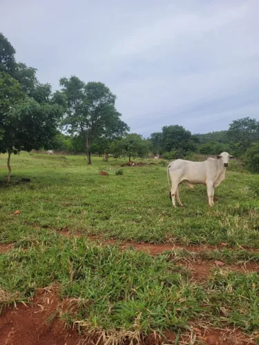 54 alqueires em Faina de oportunidade cada alqueire por R$ 100 mil