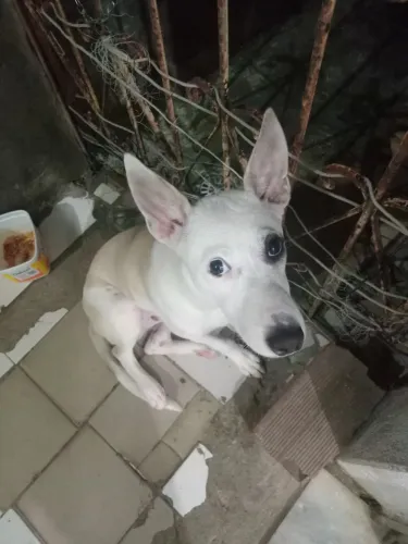 Doa se filhote de cachorro