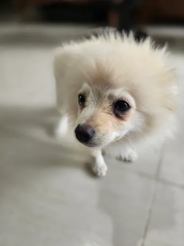 Filhote Lulu da Pomerânia Macho