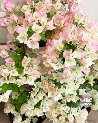 Planta Bougainvillea Primavera Bicolor