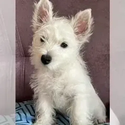 West Terrier Branco Muito Bonito Hoje