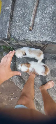 Shih Tzu filhotes 2 meses