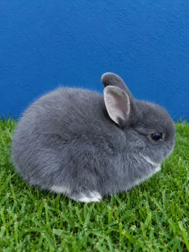 Anão Netherlands Dwarf coelho