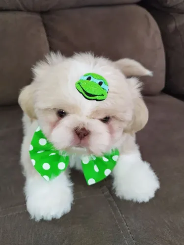 Filhotes de Shih Tzu macho