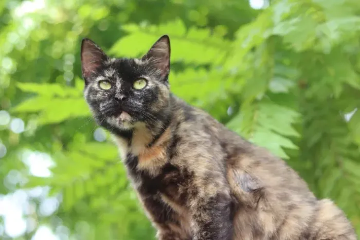 Linda Gata CASTRADA pelagem Escaminha - Adoção