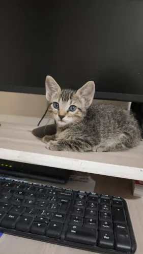 Adoção de gatinhos precisando de um lar responsável, sem acesso à rua.