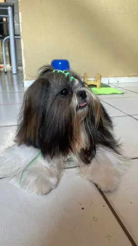 Procuro uma namorada para meu Shih tzu.